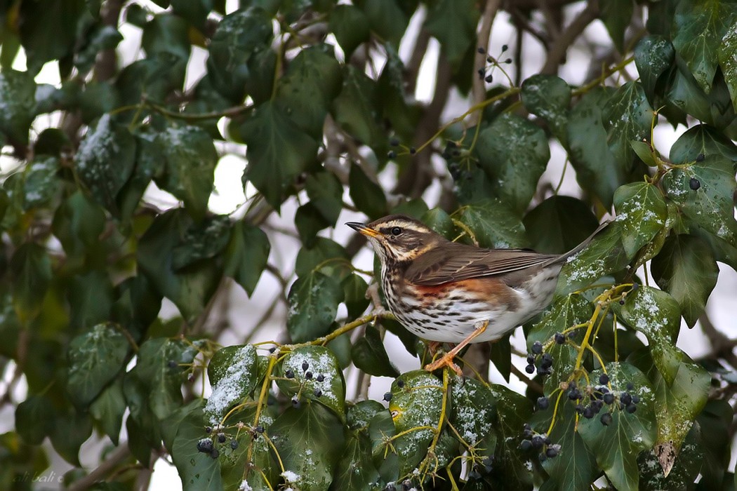 Redwing