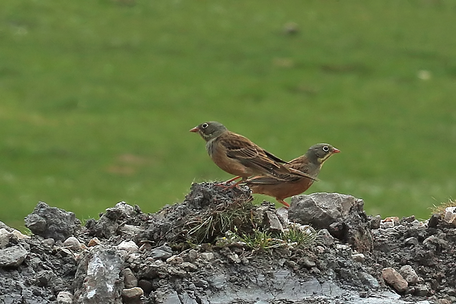 Ortolan Bunting