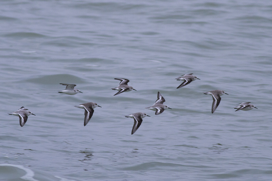 Sanderling