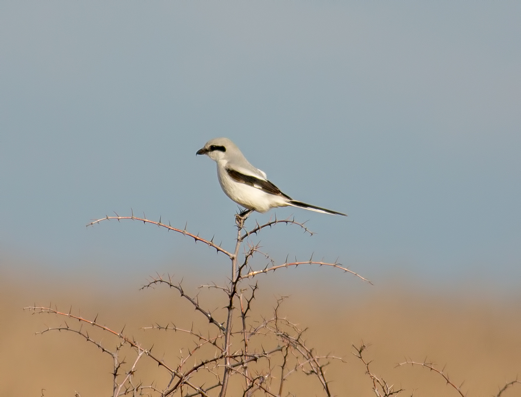 Great Grey Shrike
