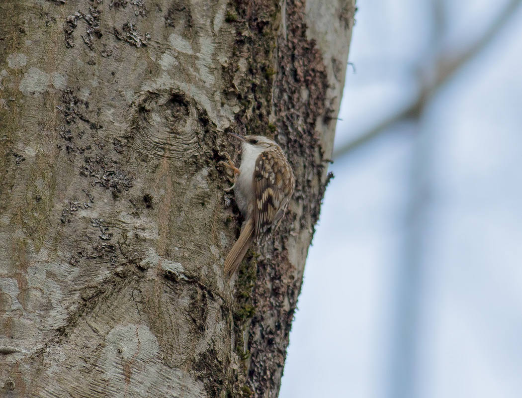 Eurasian Treecreeper