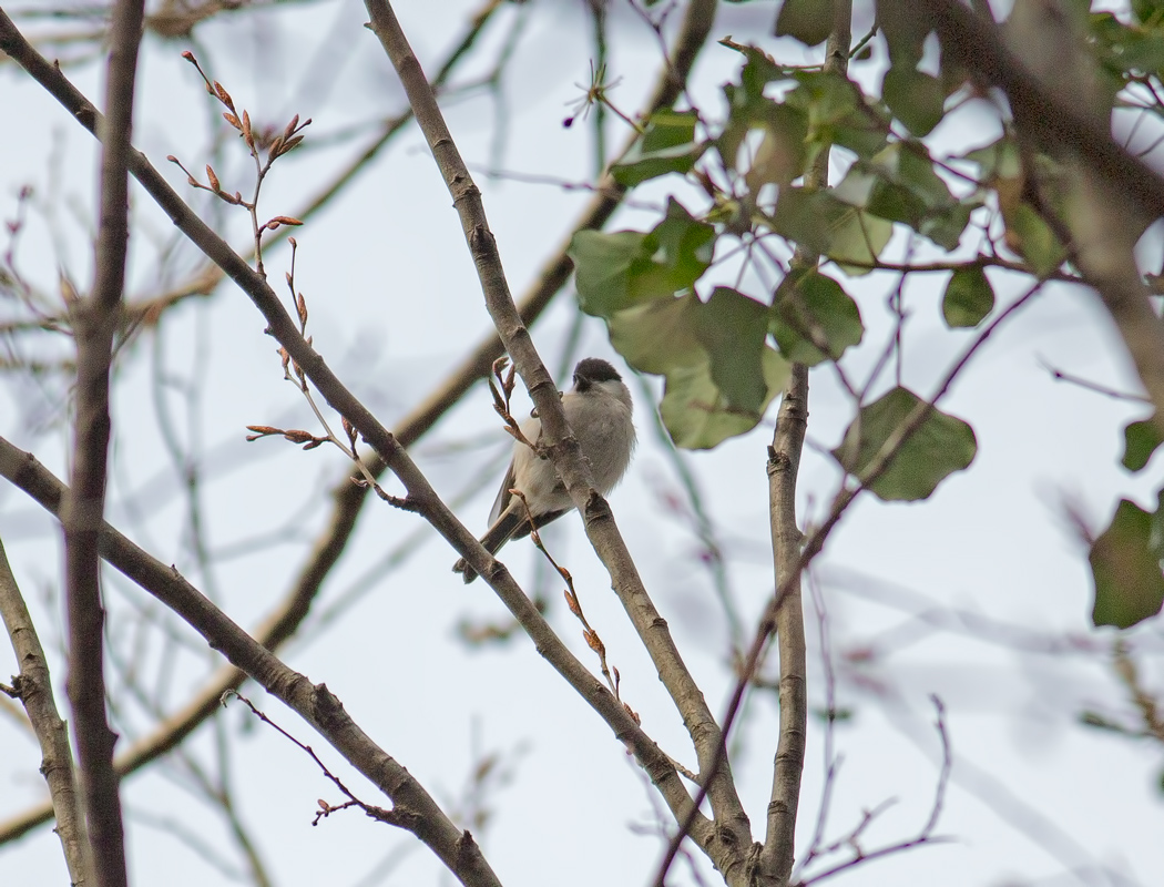 Marsh Tit