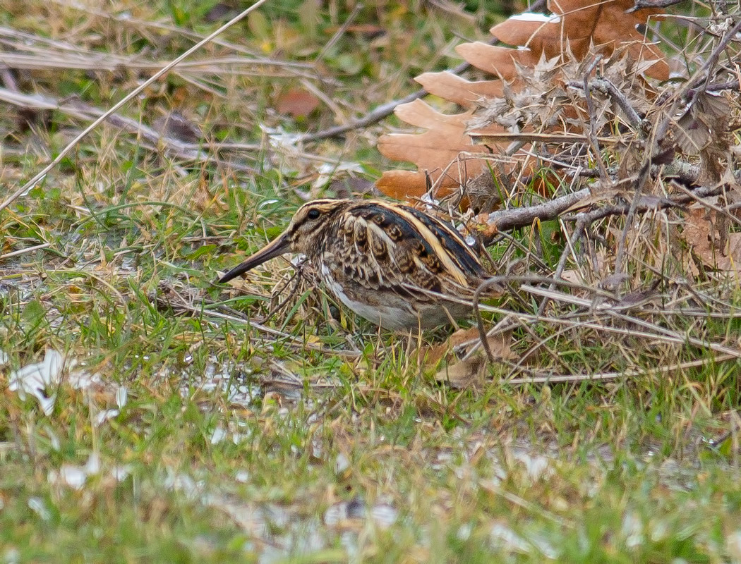 Jack Snipe