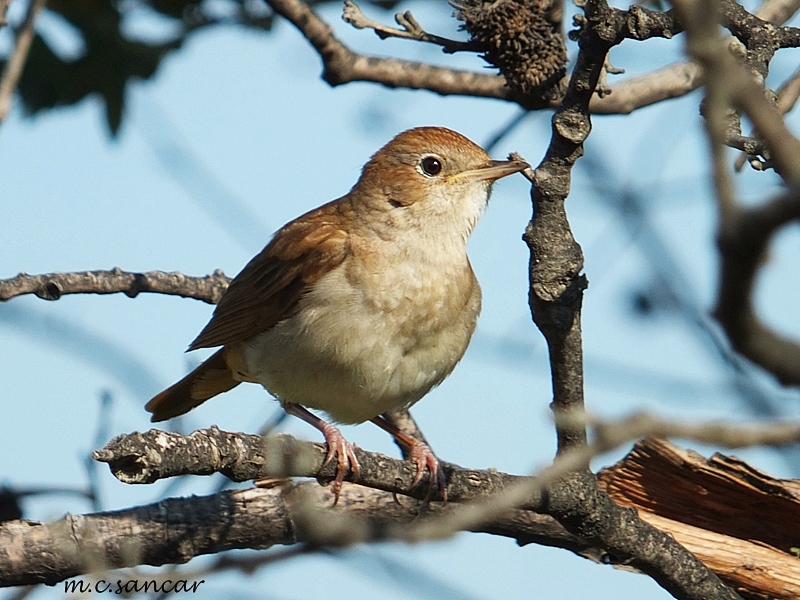Common Nightingale