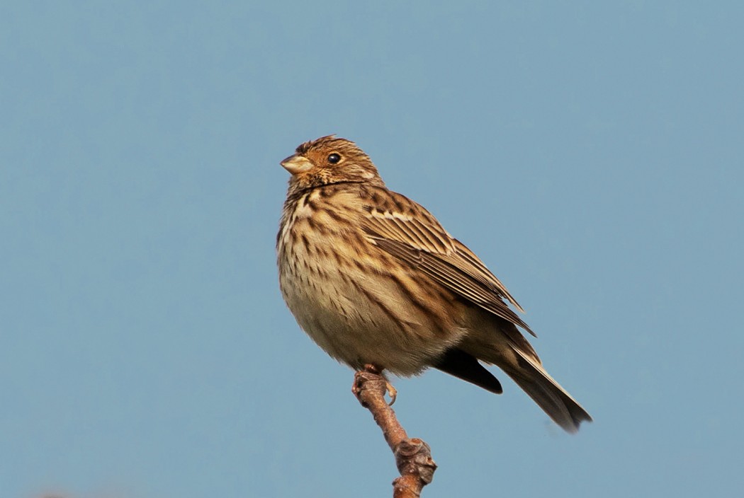 Corn Bunting