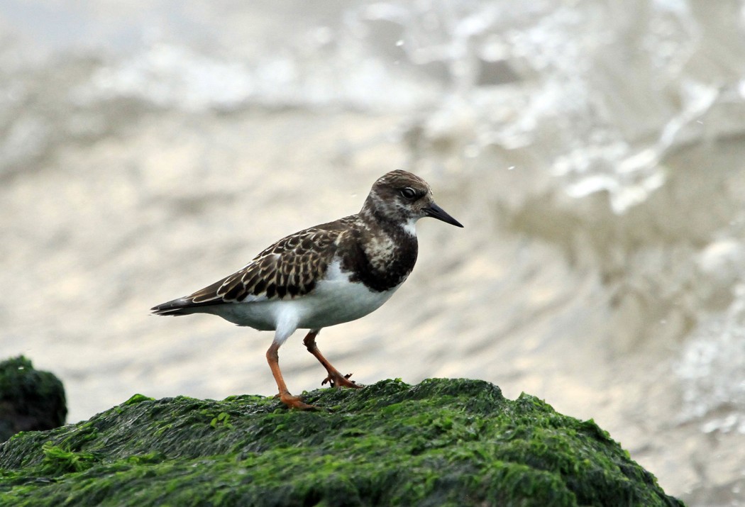 Ruddy Turnstone