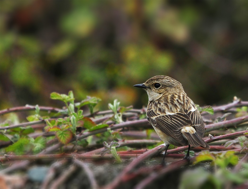 European Stonechat