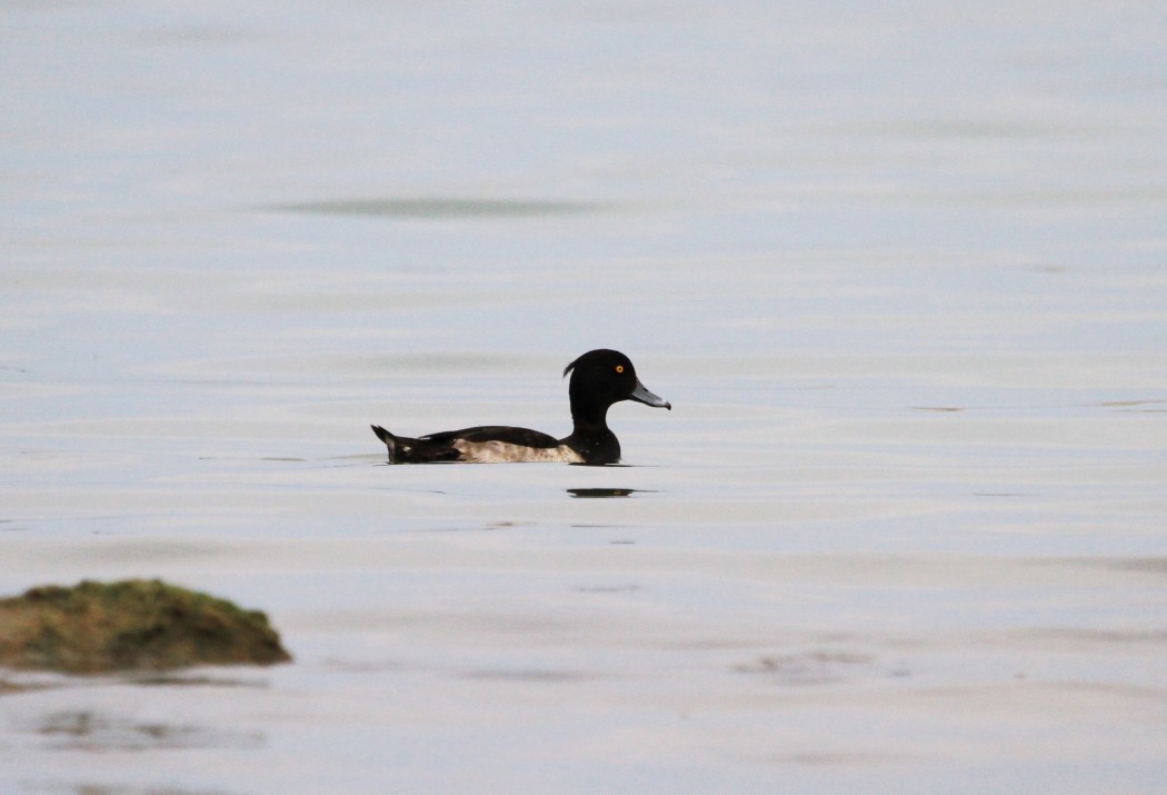 Tufted Duck