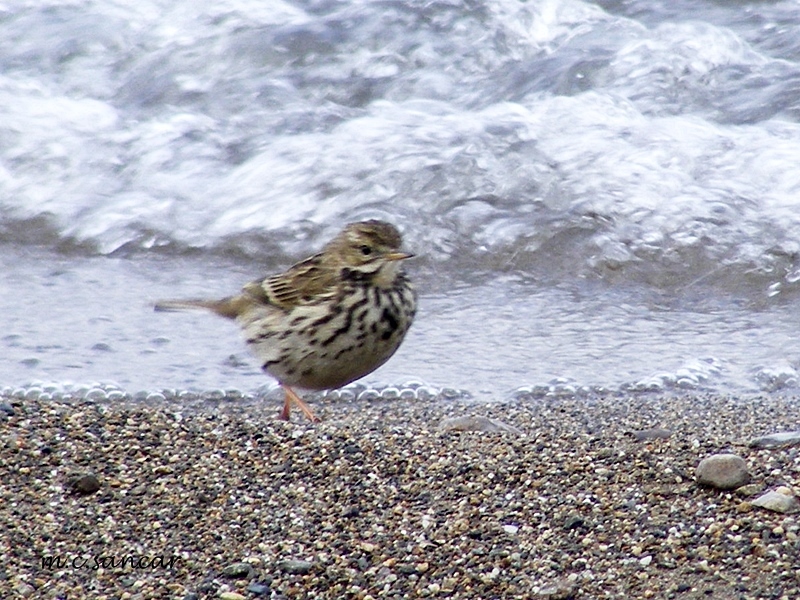 Meadow Pipit