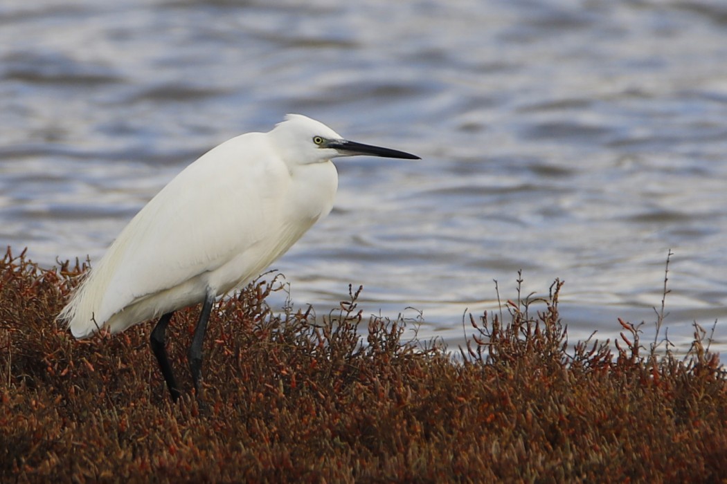 Little Egret