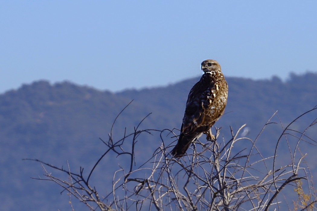 Common Buzzard