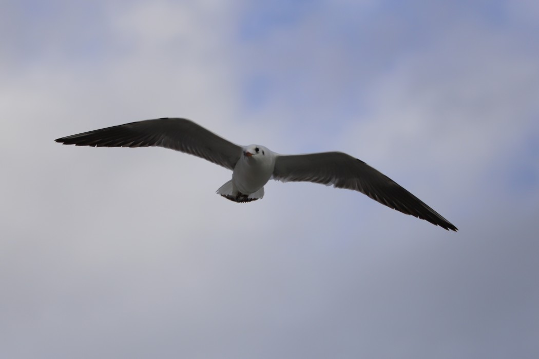 Black-headed Gull