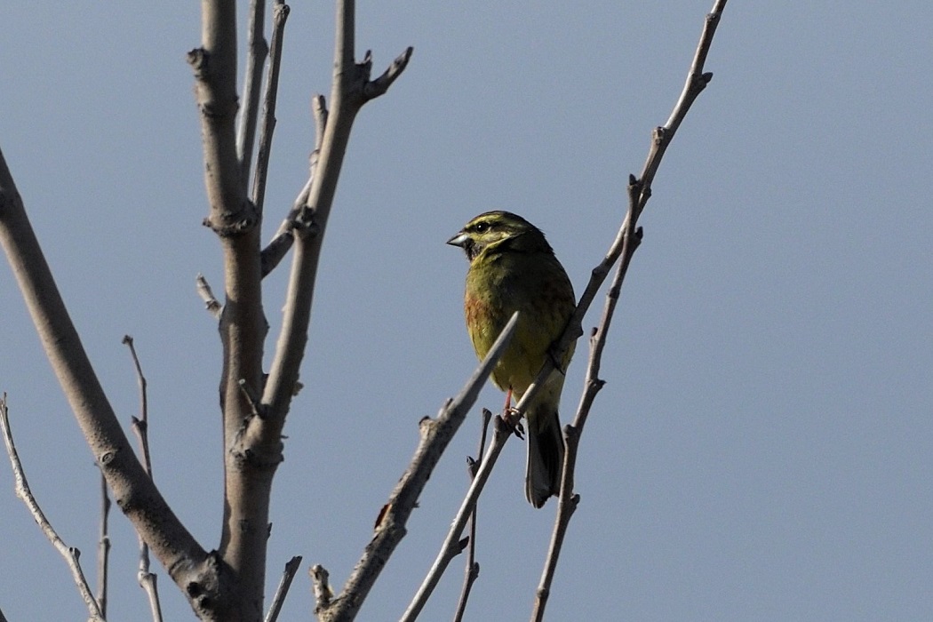 Cirl Bunting