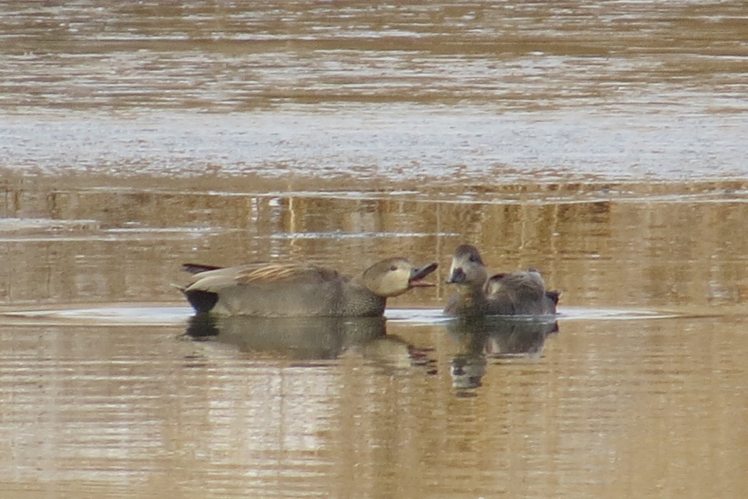 Gadwall