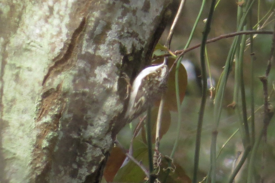 Eurasian Treecreeper
