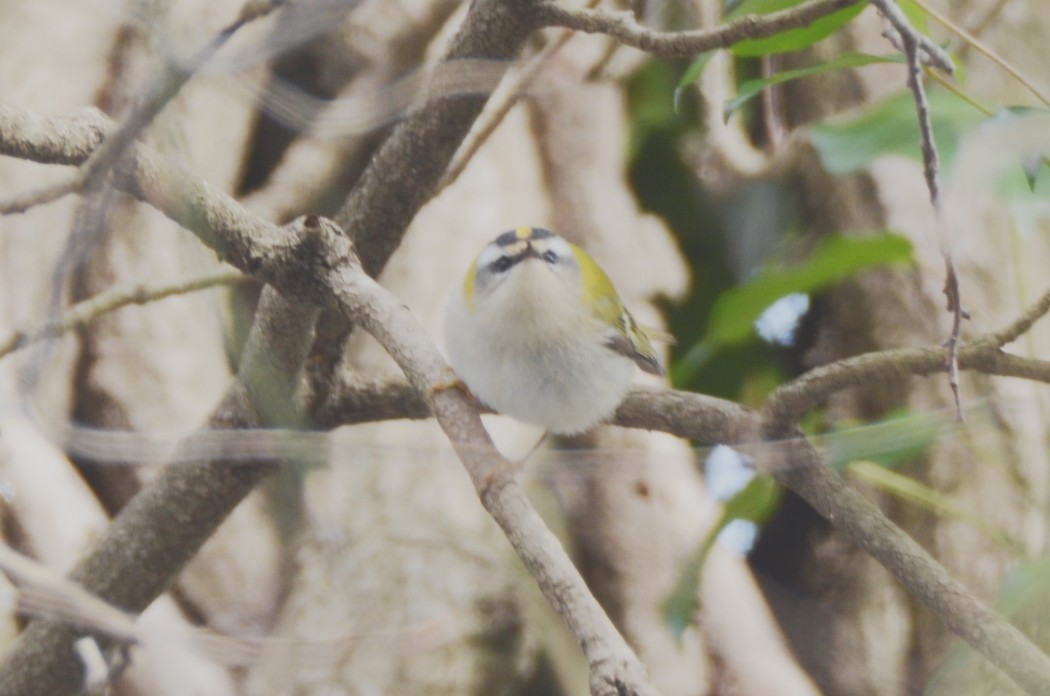 Common Firecrest