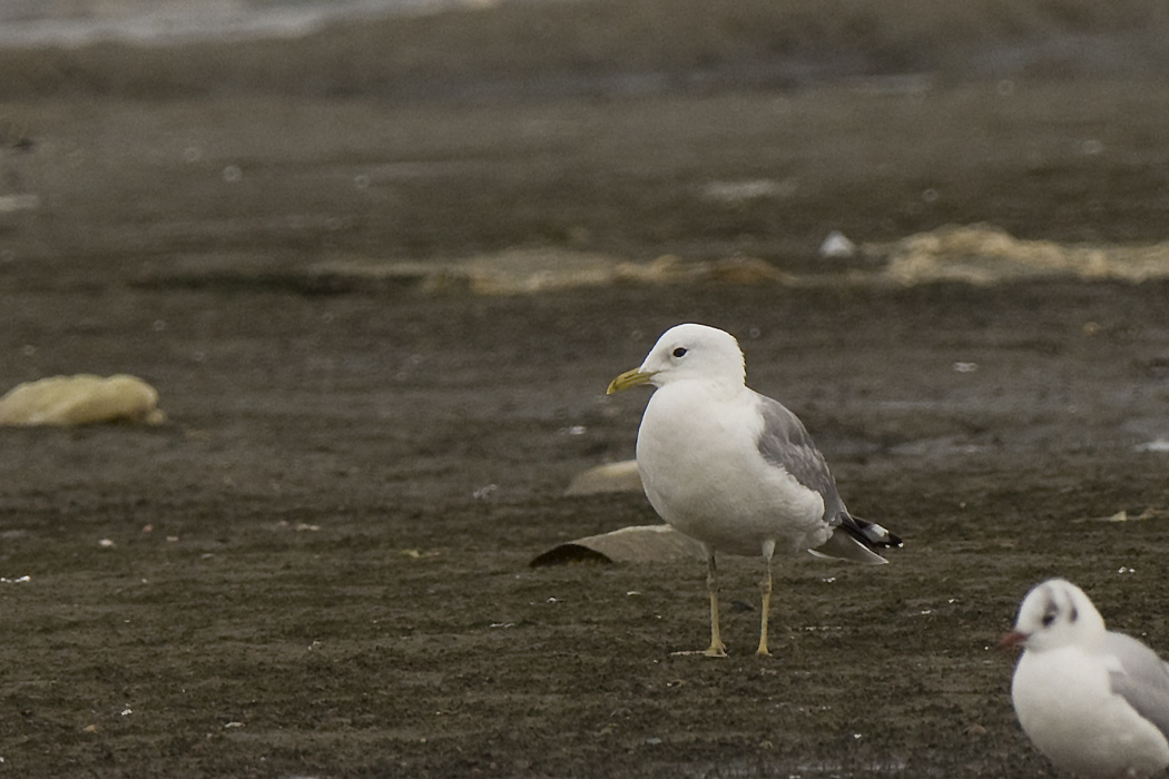 Mew Gull