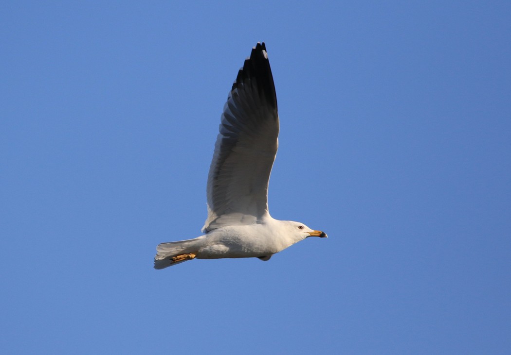 Armenian Gull