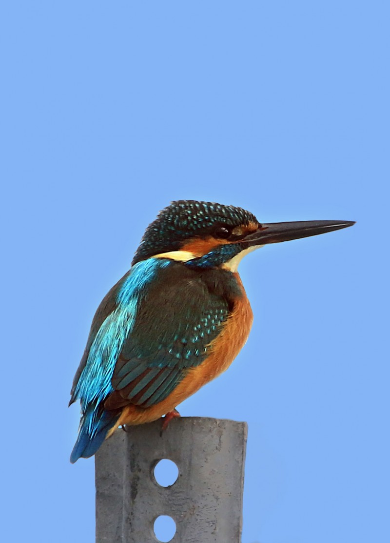 Common Kingfisher