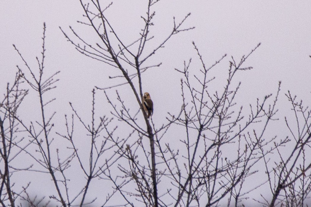 Hawfinch