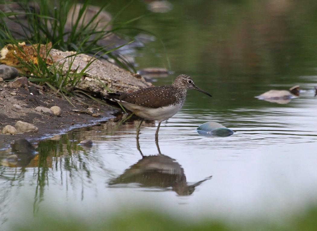 Green Sandpiper