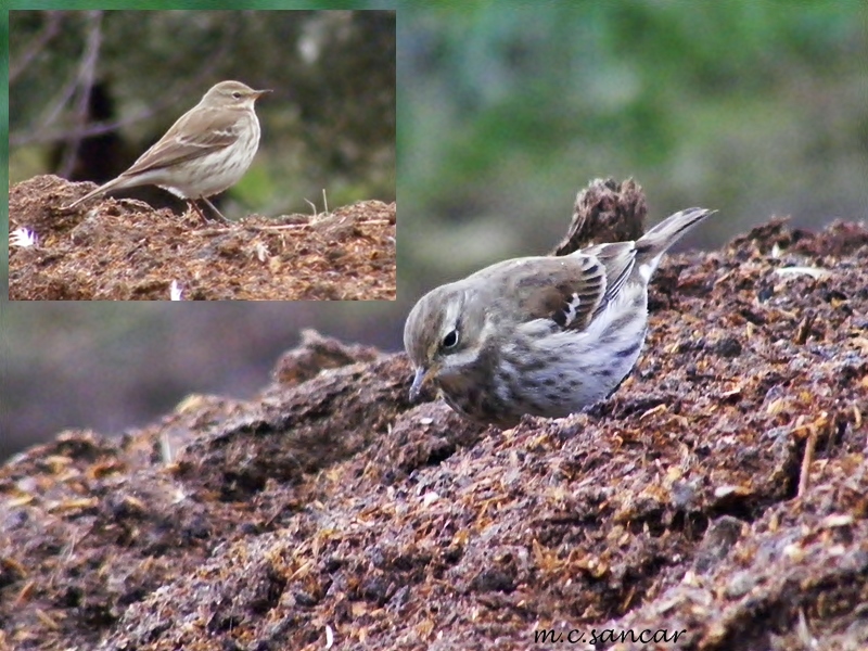 Water Pipit