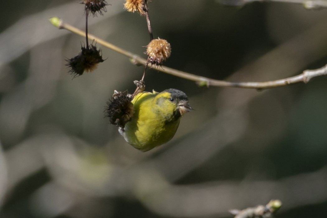 Eurasian Siskin