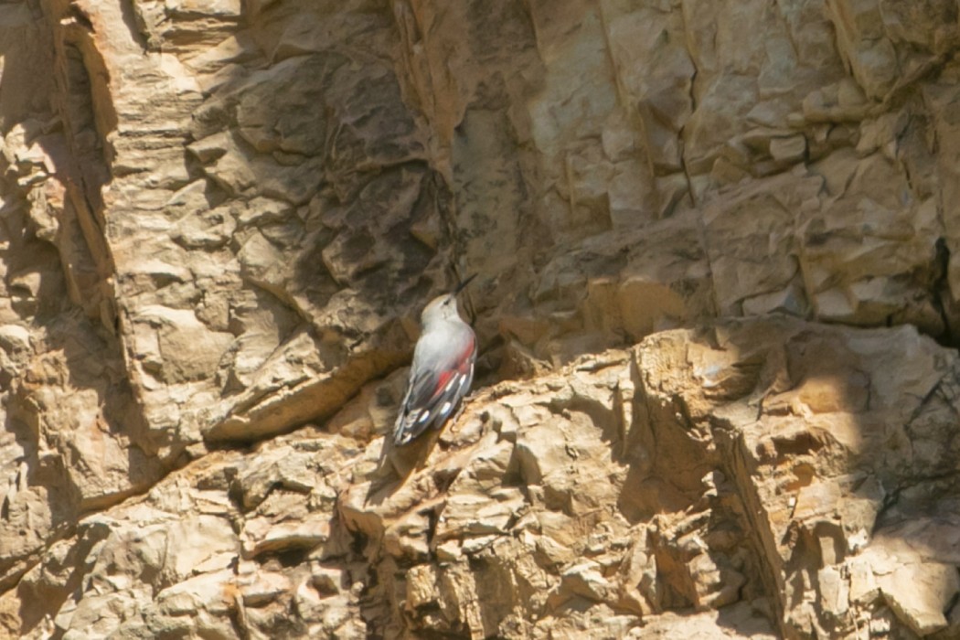 Wallcreeper