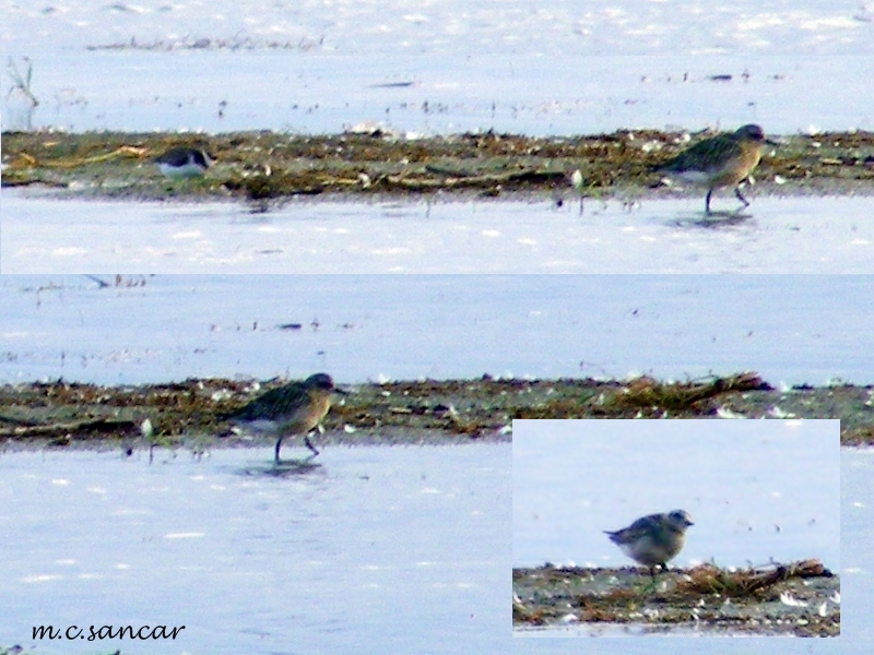 Grey Plover