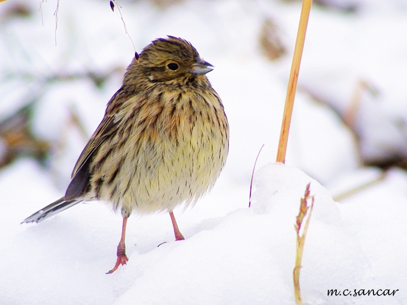 Cirl Bunting