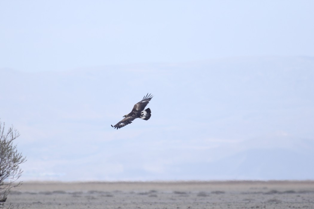 Golden Eagle