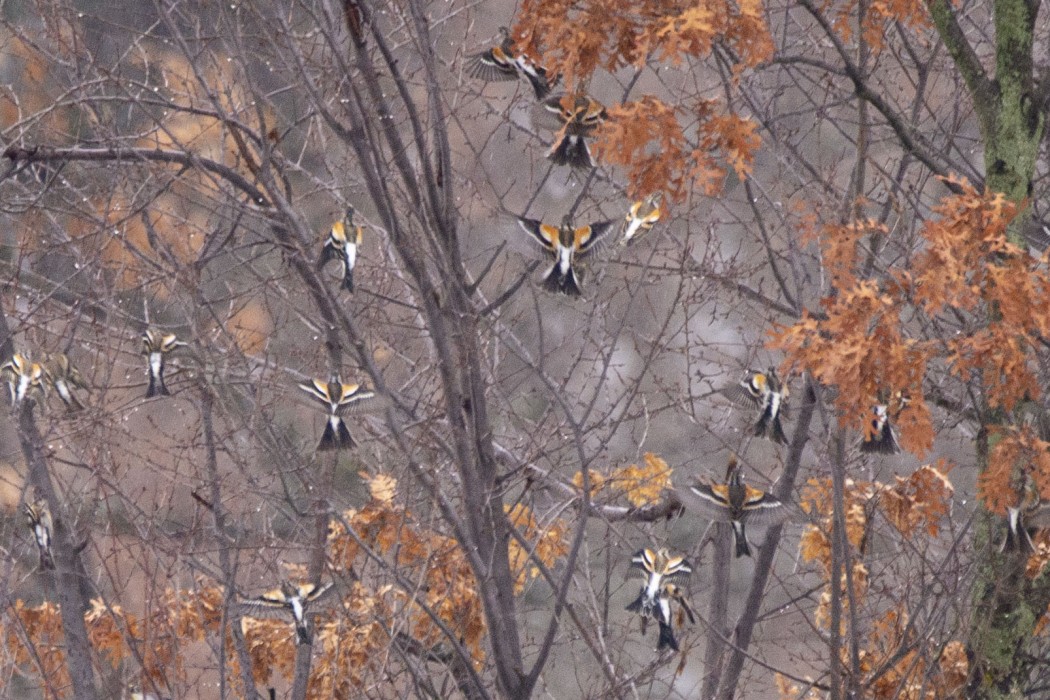Brambling