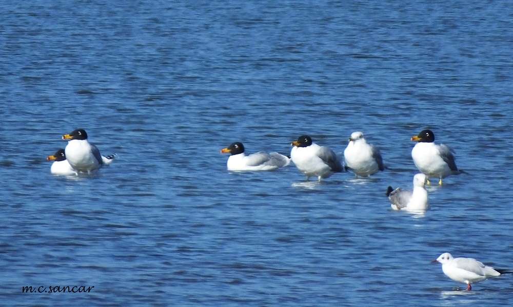Pallas`s Gull