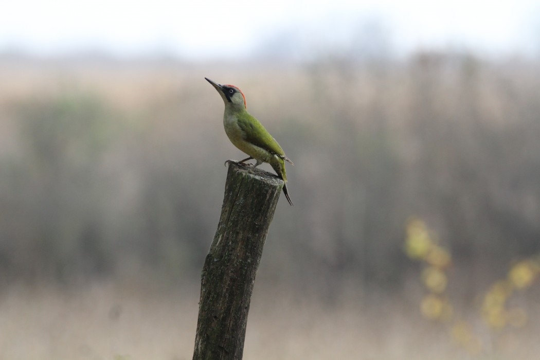 European Green Woodpecker