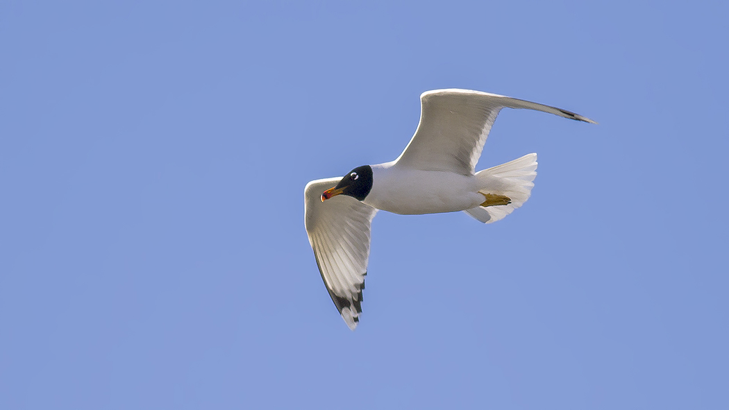 Pallas`s Gull