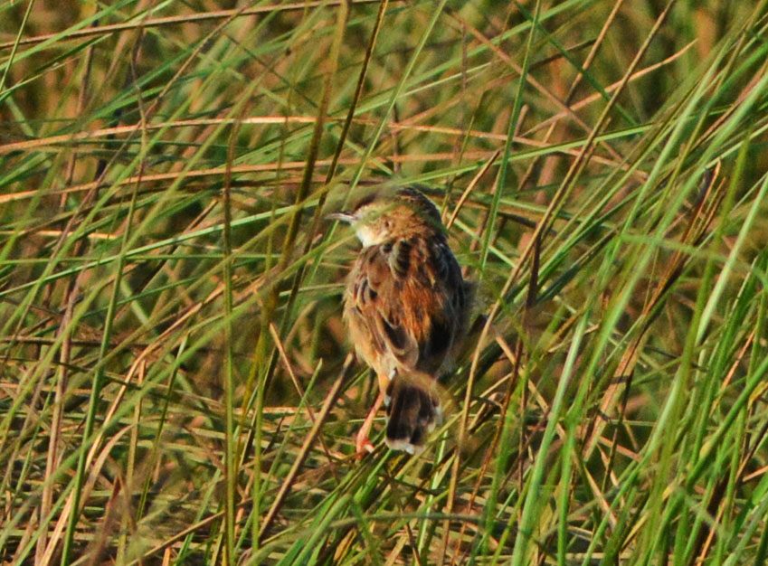 Zitting Cisticola