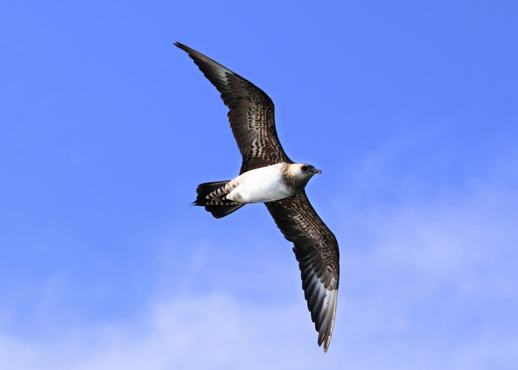 Parasitic Jaeger
