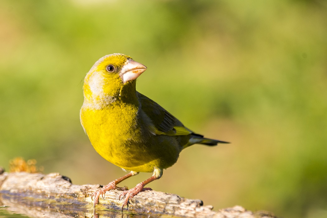 European Greenfinch