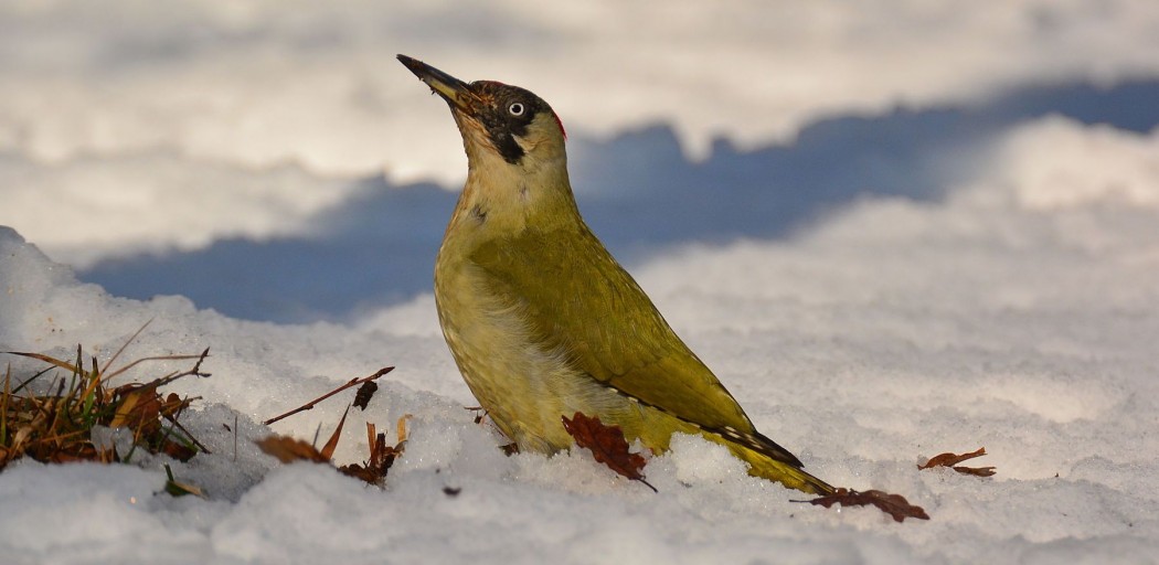 European Green Woodpecker