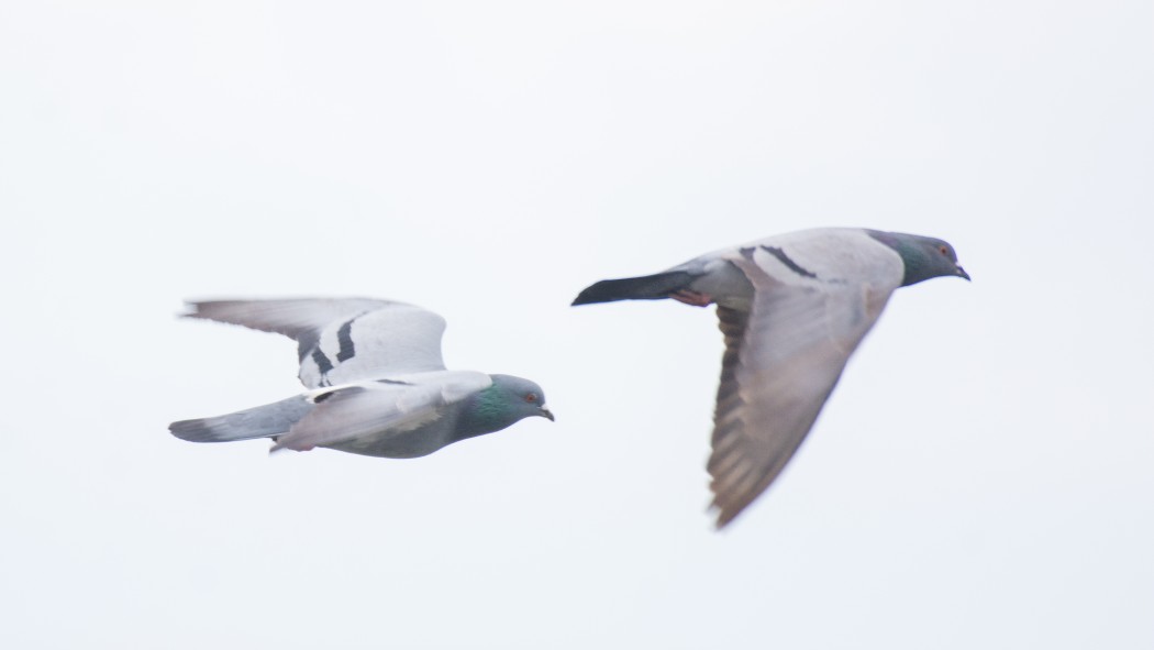 Rock Dove