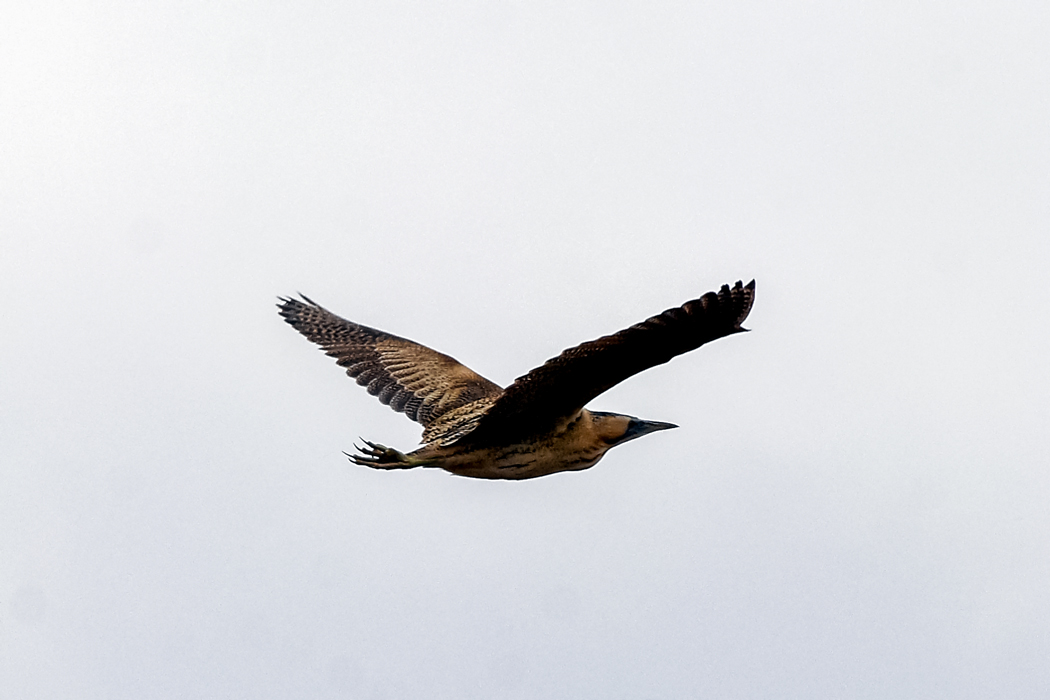 Eurasian Bittern