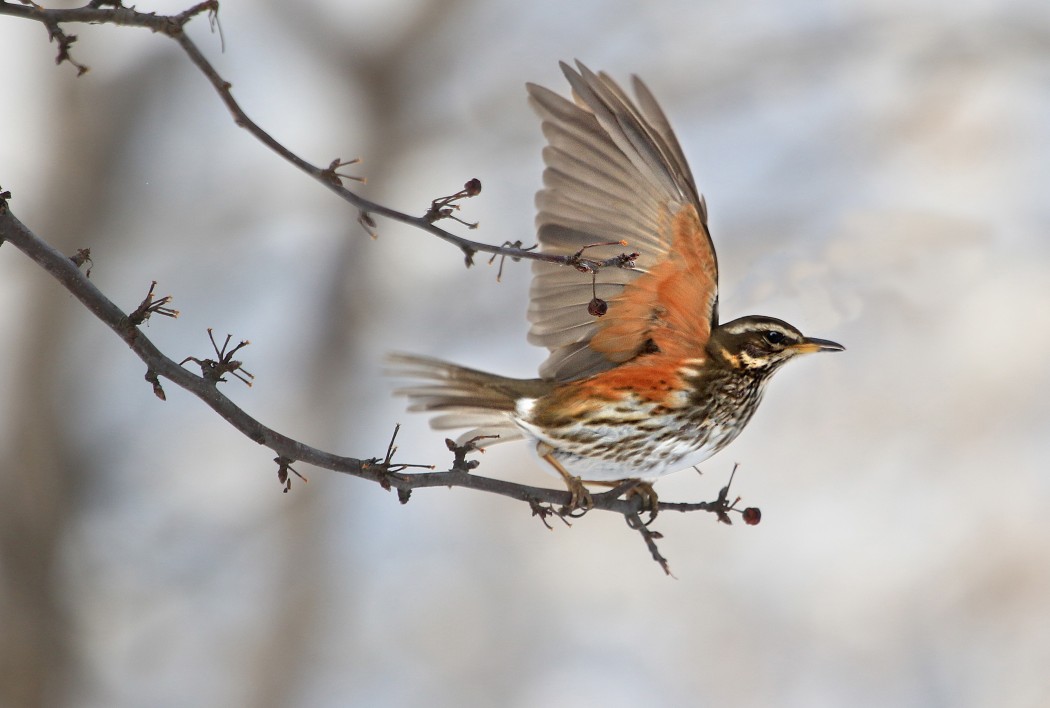 Redwing