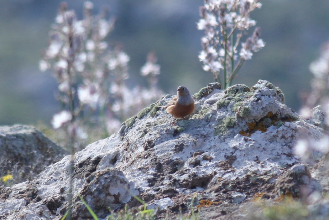 Cretzschmar`s Bunting