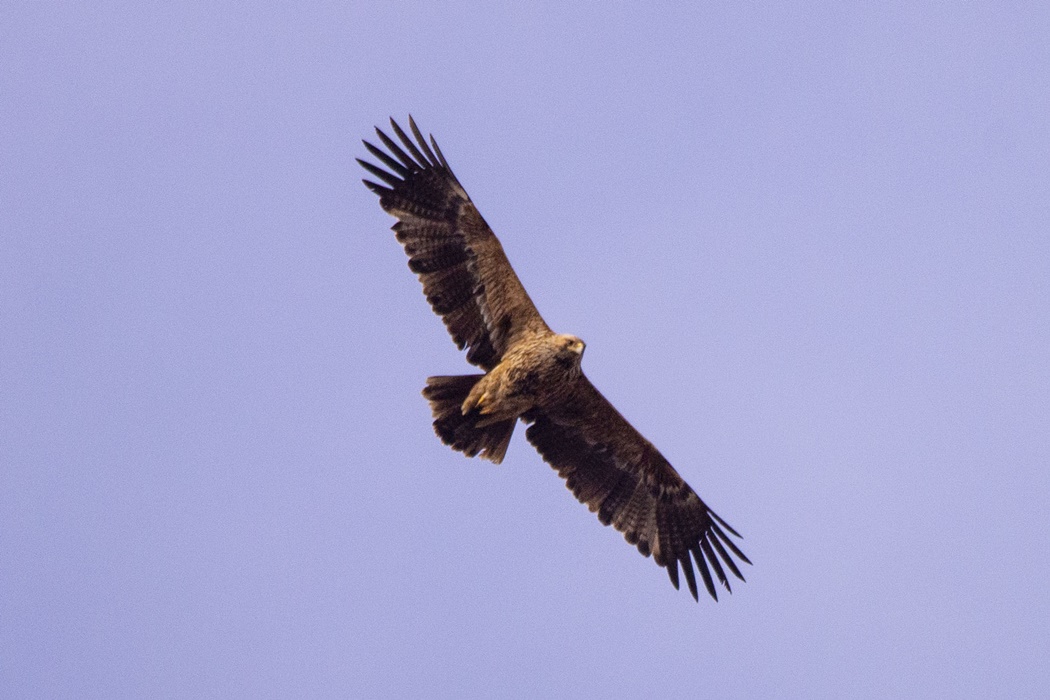 Eastern Imperial Eagle