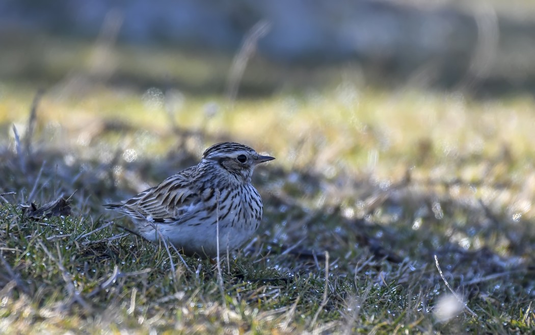 Orman Toygarı