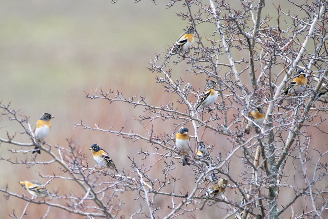Brambling