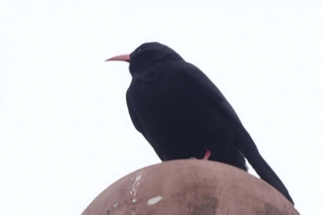 Red-billed Chough