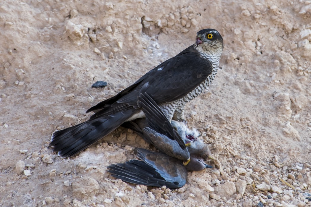 Eurasian Sparrowhawk