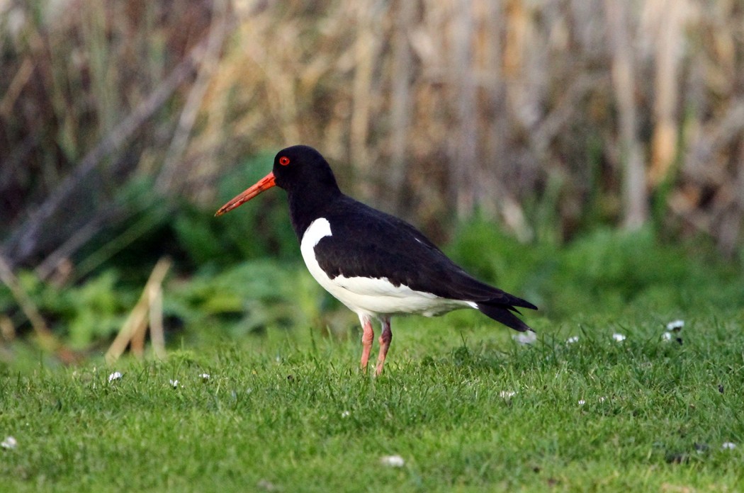Eurasian Oystercatcher