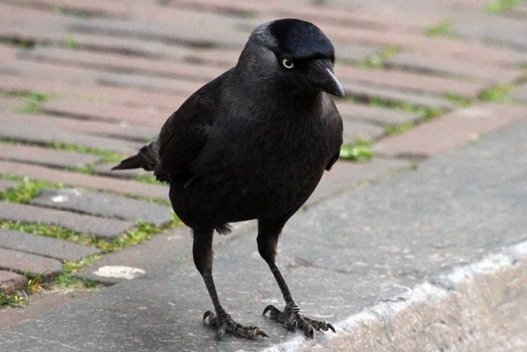 Western Jackdaw